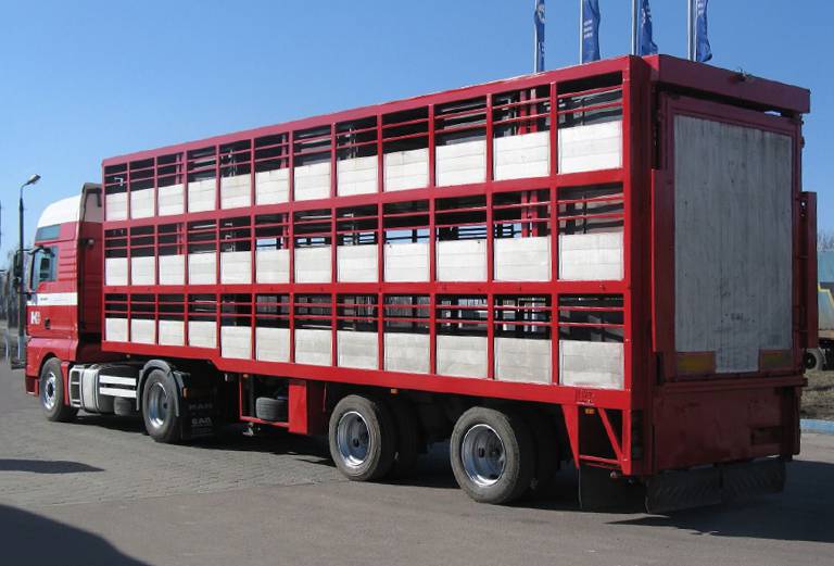 Сколько стоит транспортировка лошади недорого из Костромы в Вологду